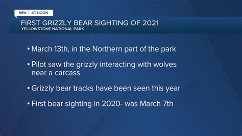Yellowstone National Park Reports First Bear Sighting Of 2021