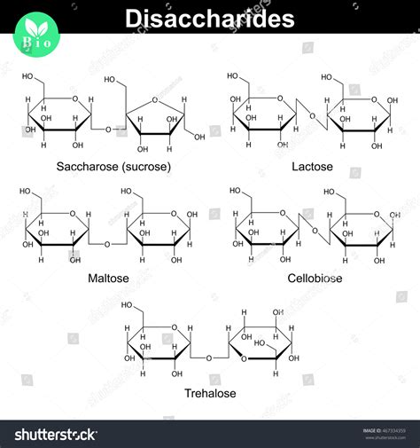 Chemical Formulas Main Disaccharides Sucrose Lactose Stock Illustration