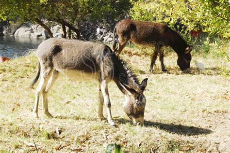 Photo Of Grazing Donkeys By Photo Stock Source Animal Aswan Egypt