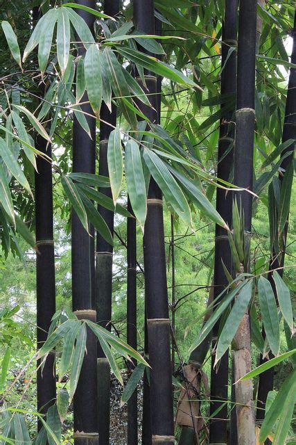 Black Bamboo Gigantochloa Atroviolacea Bamboo Garden Bamboo Seeds