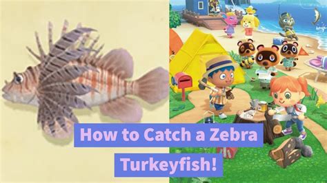 How To Catch A Zebra Turkeyfish Animal Crossing New Horizons