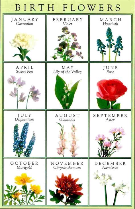 December Month Birthstone Zodiac Sign Facts Horoscope Flower Name