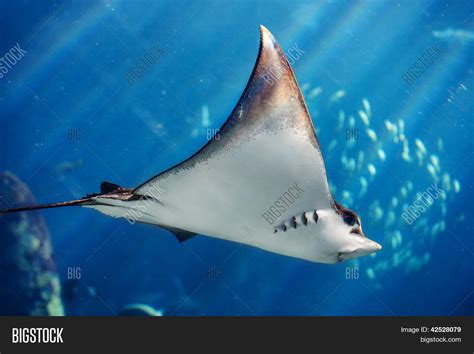 Manta Ray Floating Image And Photo Free Trial Bigstock