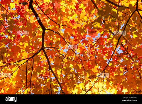 Red Maple Leaves Changing Color In Autumn Virginia Usa Stock Photo