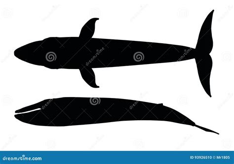 Silhouette Of A Blue Whale Stock Illustration Illustration Of Black