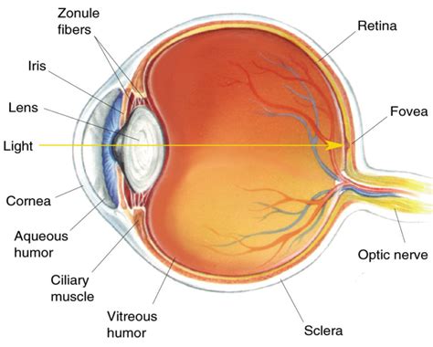 Researchers Successfully Use Grown Cornea Cells To Cure