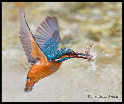 Kingfisher Coming Out With Dinner Malc Flickr