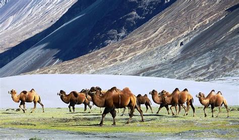 As the animals need to rest. Nubra Valley Ladakh - Heaven in the Lap of Himalayas