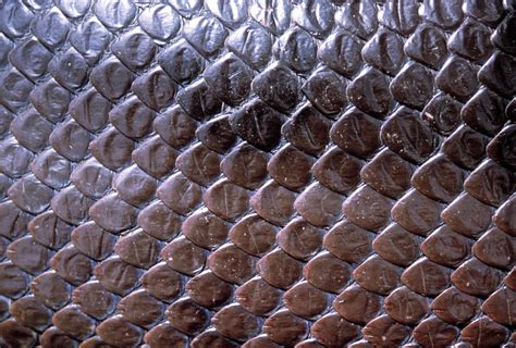 Snake Scales Photograph By Dr Morley Readscience Photo Library