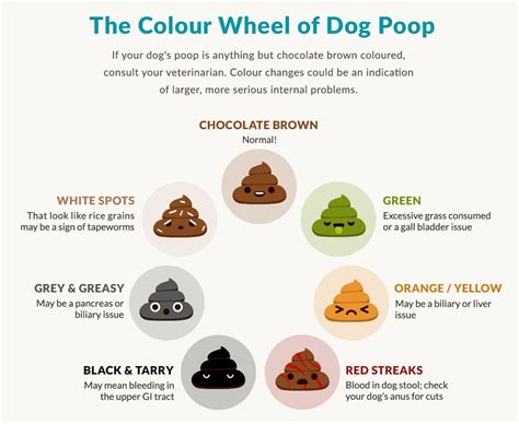 What Does White Dog Poop Tell About Your Pets Health Dr Marty Pets