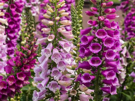 See more ideas about i love bees, bumble bee, bee. How to grow foxgloves - Saga