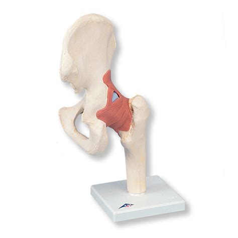 Functional Hip Joint Model Medwest Medical Supplies