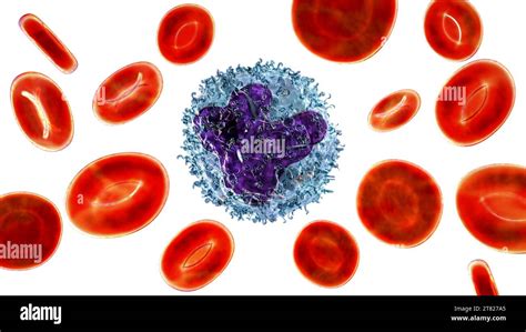 Monocyte And Red Blood Cells Illustration Stock Photo Alamy