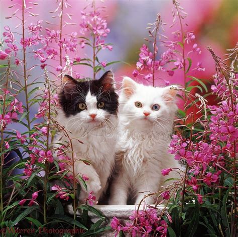 White And Black And White Kittens Among Pink Flowers Photo Beautiful