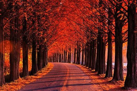 Trees Beautiful And Nature On Pinterest
