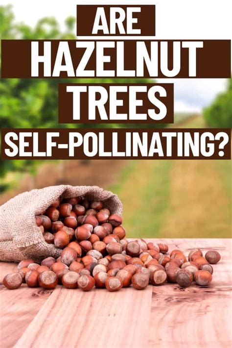 Are Hazelnut Trees Self Pollinating