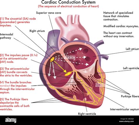 Diagramme Du Système De Conduction Cardiaque Séquence De Conduction