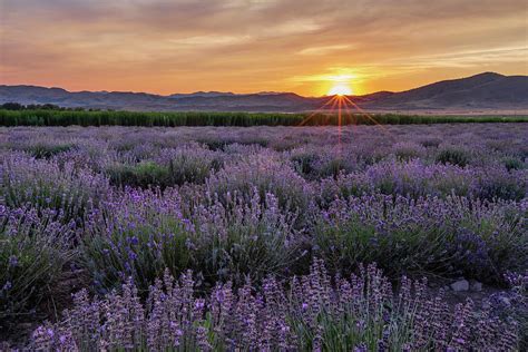 Lavender Sunset Photograph By Darlene Smith
