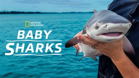 Baby Sharks 2022 Disney Flixable