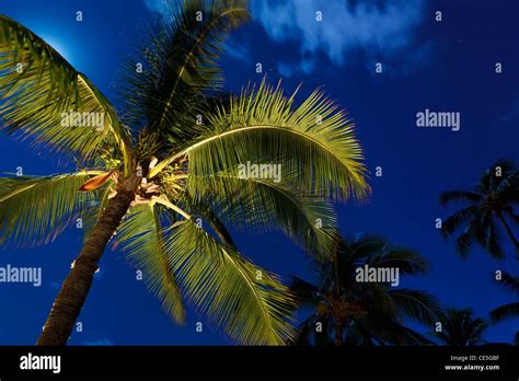 Tropical Night Sky Palm Trees And Moon Stock Photo Alamy