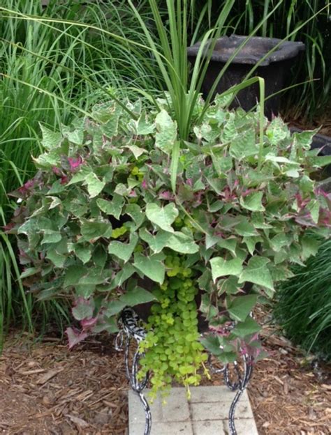 Natural Container With Multi Colored Potato Spike Creeping Jenny And