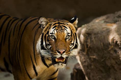 Free Download Wildlife Photography Bengal Tiger Siberian Tiger
