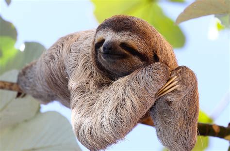 42 Slow Facts About Sloths Page 2 Of 42