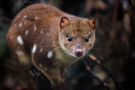 Spotted Quoll | Sean Crane Photography