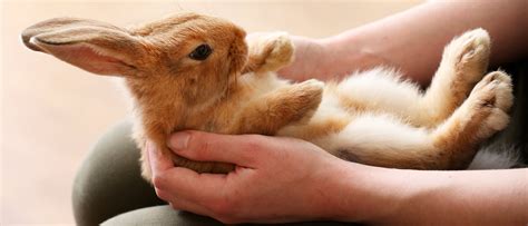 Cómo Cuidar A Un Conejo Recién Nacido Bekia Mascotas