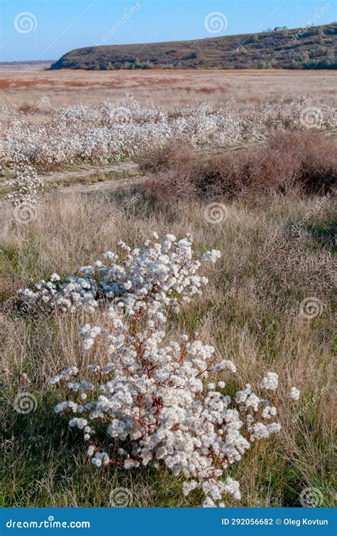 Valley of the Tiligul Estuary with Salt Marshes, Drying Aster Tripolium