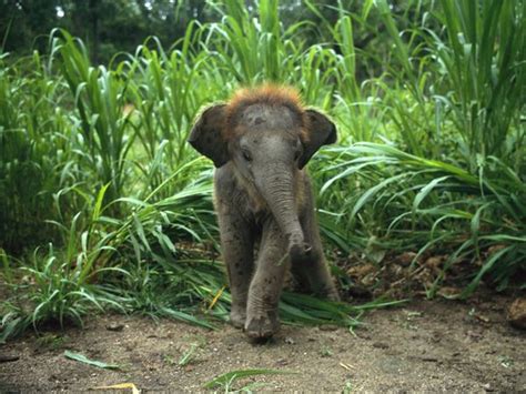 Animals Zoo Park Baby African Elephants Photo And Pictures