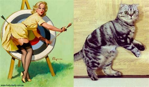 Cats That Look Like Pin Up Girls Why Not
