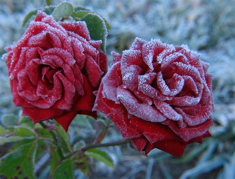 Roses Winter Care Preparing Roses For Winter