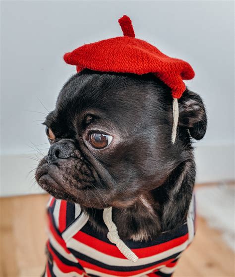 .decades, and the french bulldog, now crossed with other small dogs like pugs, became the cute alternatively, you can ask your chosen french bulldog rescue or local animal shelter for as much do french bulldogs shed? French Bulldog Shedding-keep it under control ...