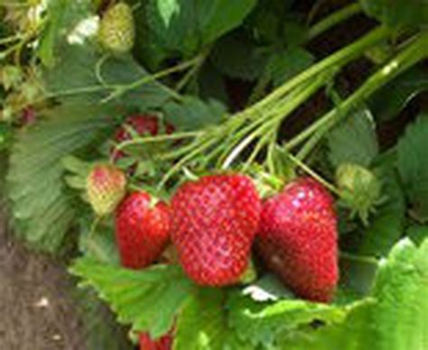 Three Easy Oregon Strawberries To Plant Now Gardening Basics