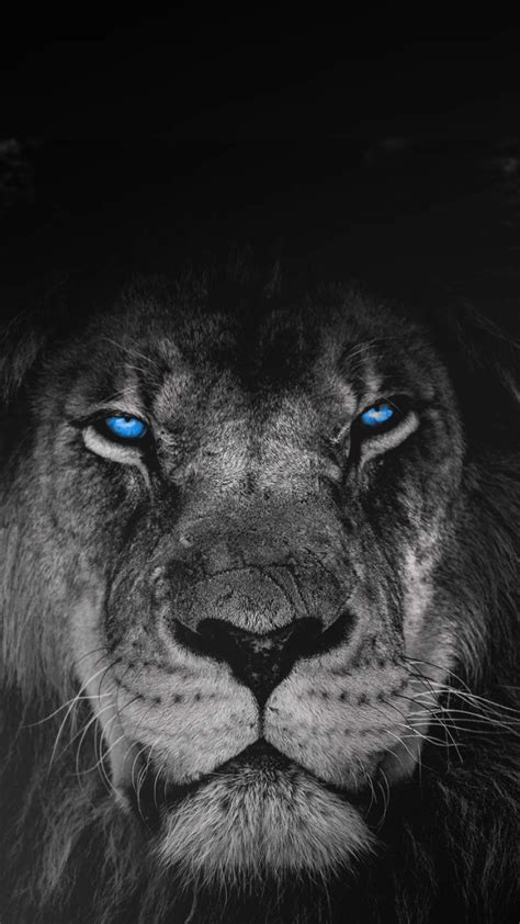 Lion With Blue Eyes Black And White Wallpaper Icerem