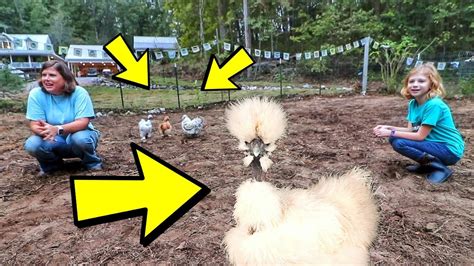 They Talked Me Into Getting The Weirdest Chickens Ever Strange Chicken Breeds Youtube