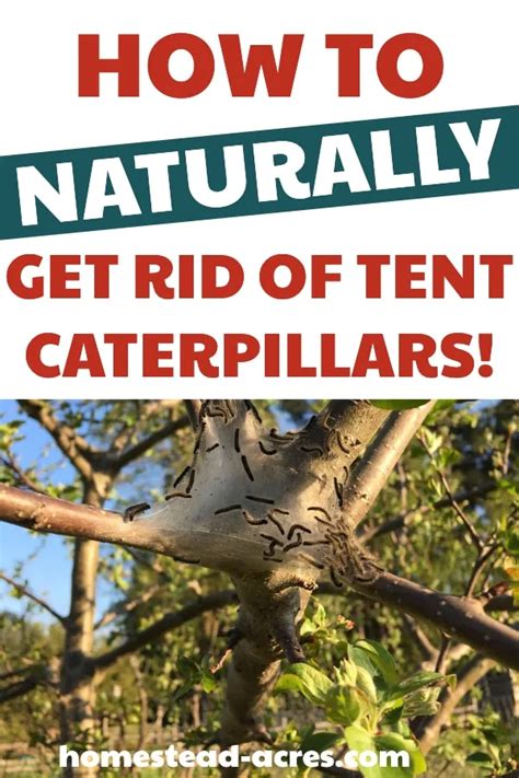 How To Get Rid Of Tent Caterpillars Homestead Acres