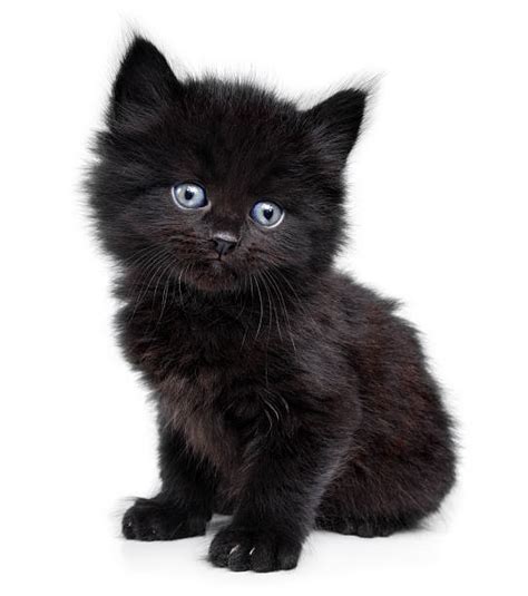 113200 Black Kitten Stock Photos Pictures And Royalty Free Images Istock