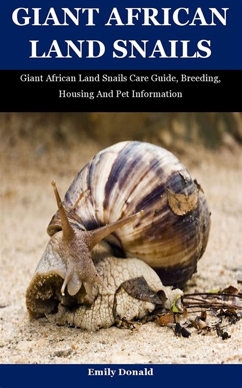 Buy Giant African Land Snails Giant African Land Snails Care Guide