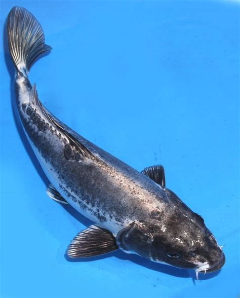 Live koi fish 11" Dark Black Kikokuryu Ghost Koibay | Koi fish, Koi