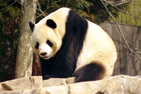 Giant Panda Bear Ailuropoda Melanoleuca Animals A Z Animals