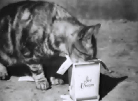 Some cats, depending on the period of life and weaning, can tolerate lactose. Ice Cream (Date Unknown) - Cinema Cats
