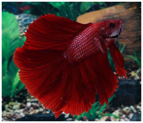 Dt111 Male Red Carpet Betta Tropical Fish Fish Pet