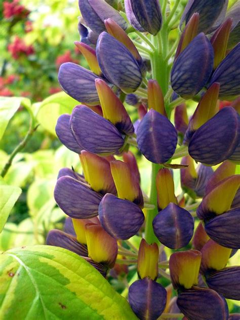 We did not find results for: Russell Lupin | New zealand south island, Plants, South island