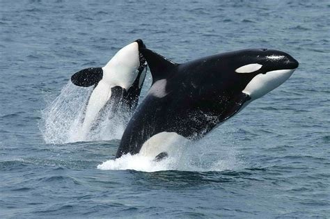 Killer Whale Deep Sea Animals Sea Whales Fishes Deep Sea Creatures