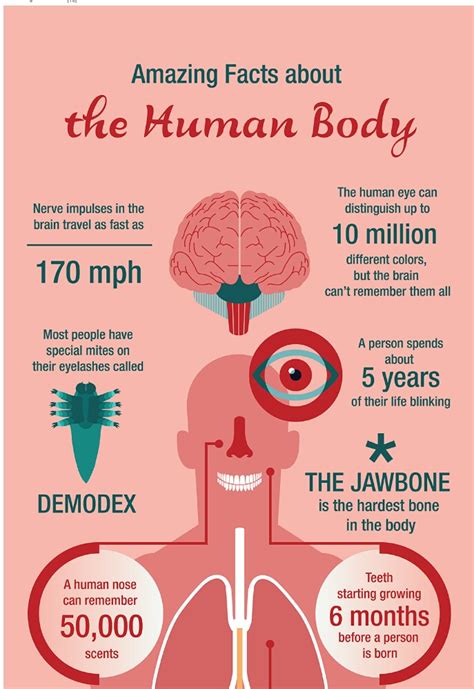 Biological Facts Human Body Facts With Diagram
