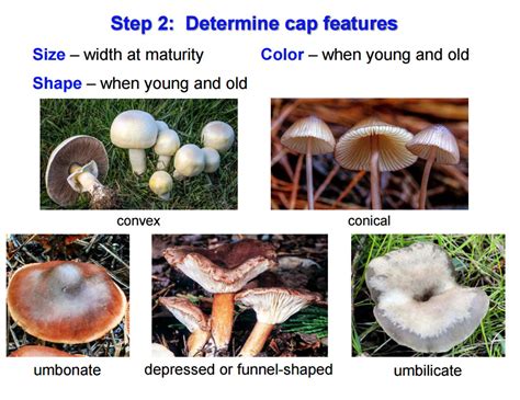 Poisonous Mushroom Identification Chart