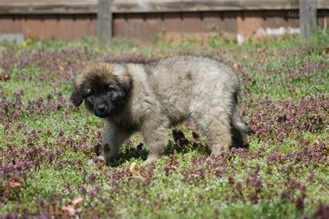 See more of saint bernard puppies for sale california on facebook. Leonberger puppy for sale near Joplin, Missouri | 65be8892 ...