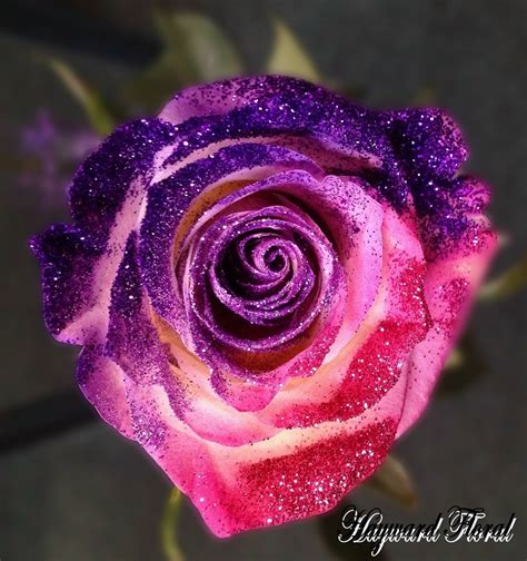 Glitter Tip Roses 31
